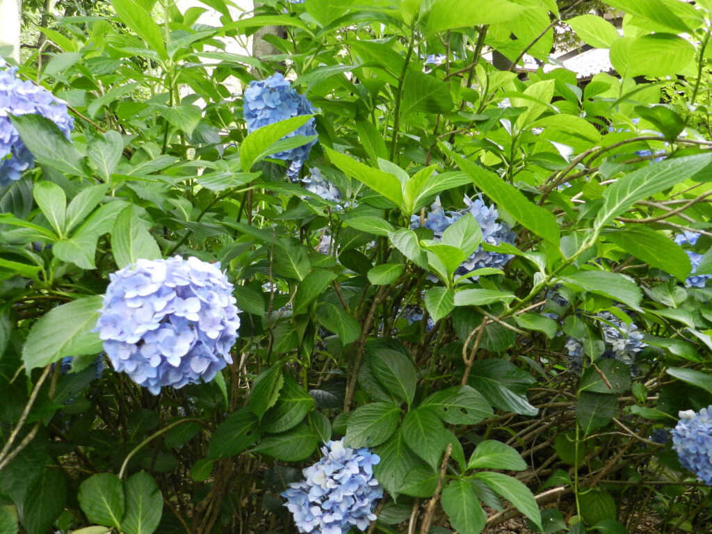 Nikko Blue Hydrangea macophylla